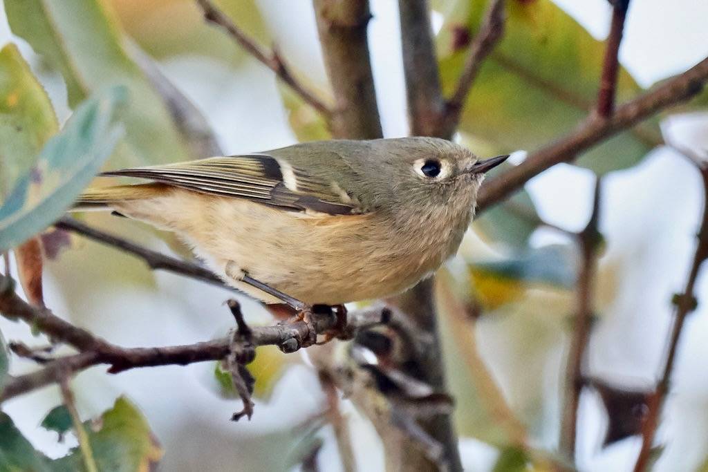 DSC_6714 Ruby-crowned Kinglet by ldjaffe is licensed under CC BY-NC-SA 2.0.